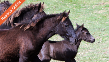 Los Asturcones